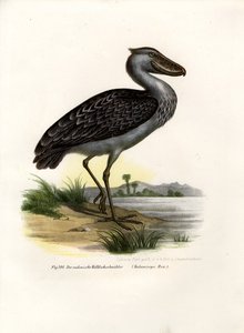 Picozapato, 1864